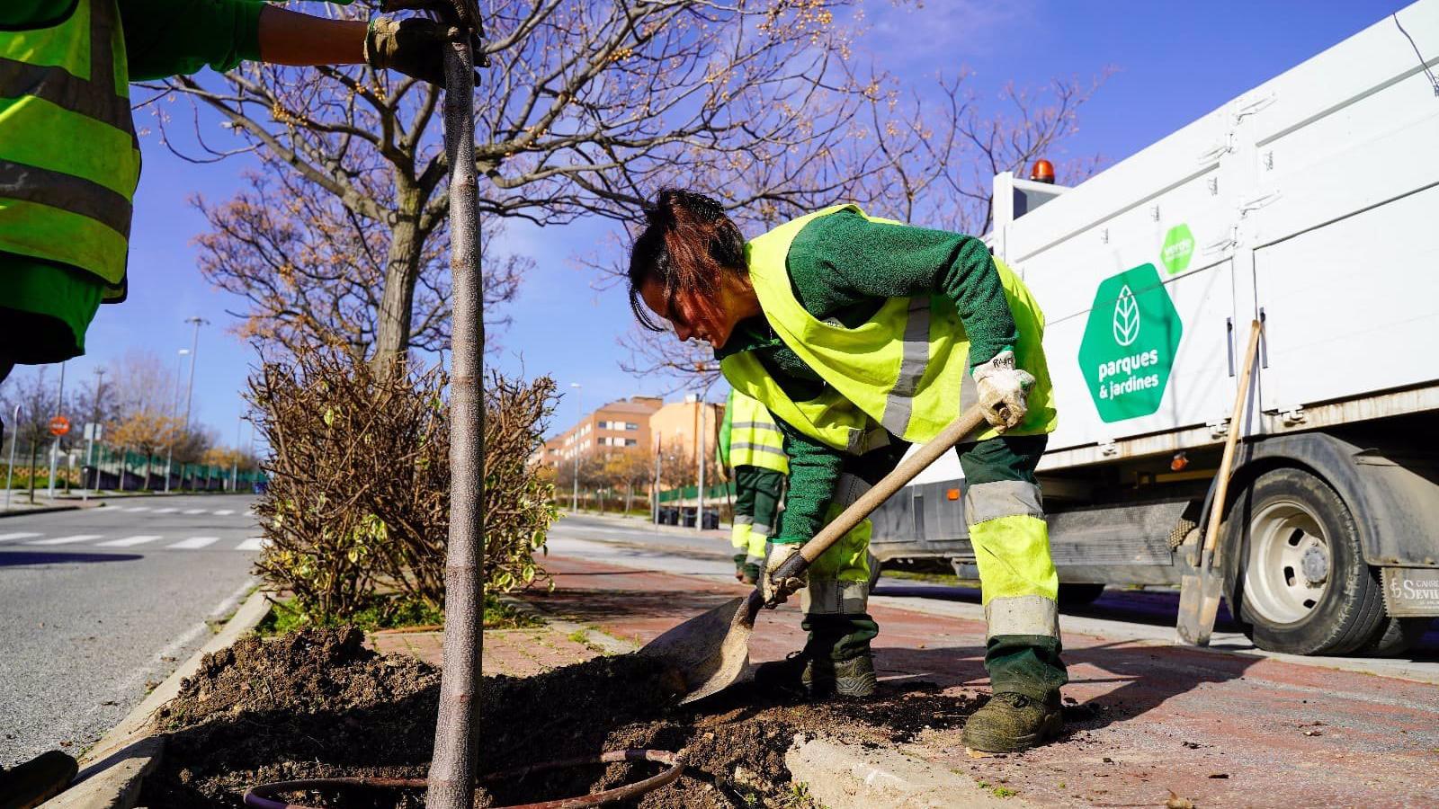 Colmenar.- El Ayuntamiento impulsa el arbolado urbano con plantaciones en los alcorques vacíos de la ciudad