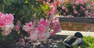 floribundas-rosales-miniatura-parque-oeste-invita-descubrir
