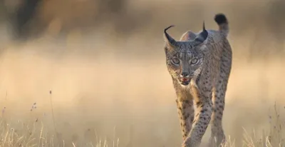 poblacion-lince-iberico-alcanzo-maximo-2-663-ejemplares