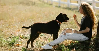 caen-adopciones-perros-gatos-minimos-pandemia-42-animales