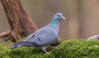 justicia-suspende-forma-cautelar-caza-nueve-especies-aves