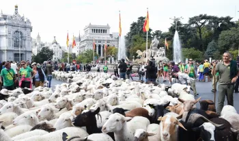 1-250-ovejas-160-cabras-fiesta-trashumancia-cambiaran-domingo