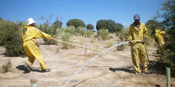 Limpias en la dehesa boyal de Sevilla la Nueva