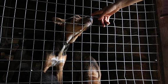 La Policía rescata a 18 animales heridos, abandonados y desnutridos en la Cañada