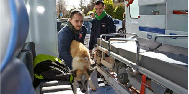 El Centro de Atención Animal de Las Rozas recogió más de 400 mascotas durante 2013 