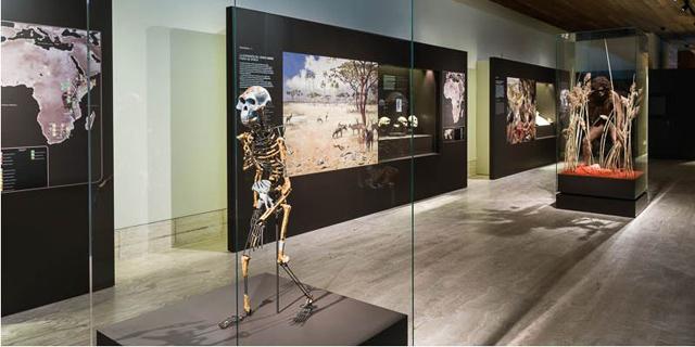 El Museo Arqueológico reabre sus puertas