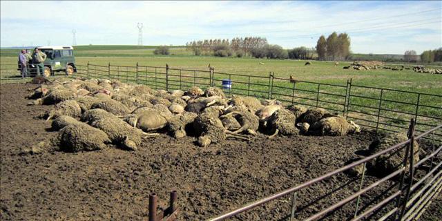 Los ganaderos recibirán 30.000 euros para protegerse de los ataques de los lobos