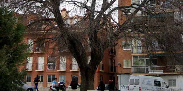 Un olmo de Coslada incluido en el catálogo de árboles singulares de Madrid