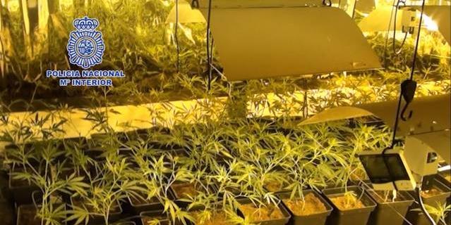 Dos detenidos con casi 1.800 plantas de marihuana en un chalet de Valdemorillo