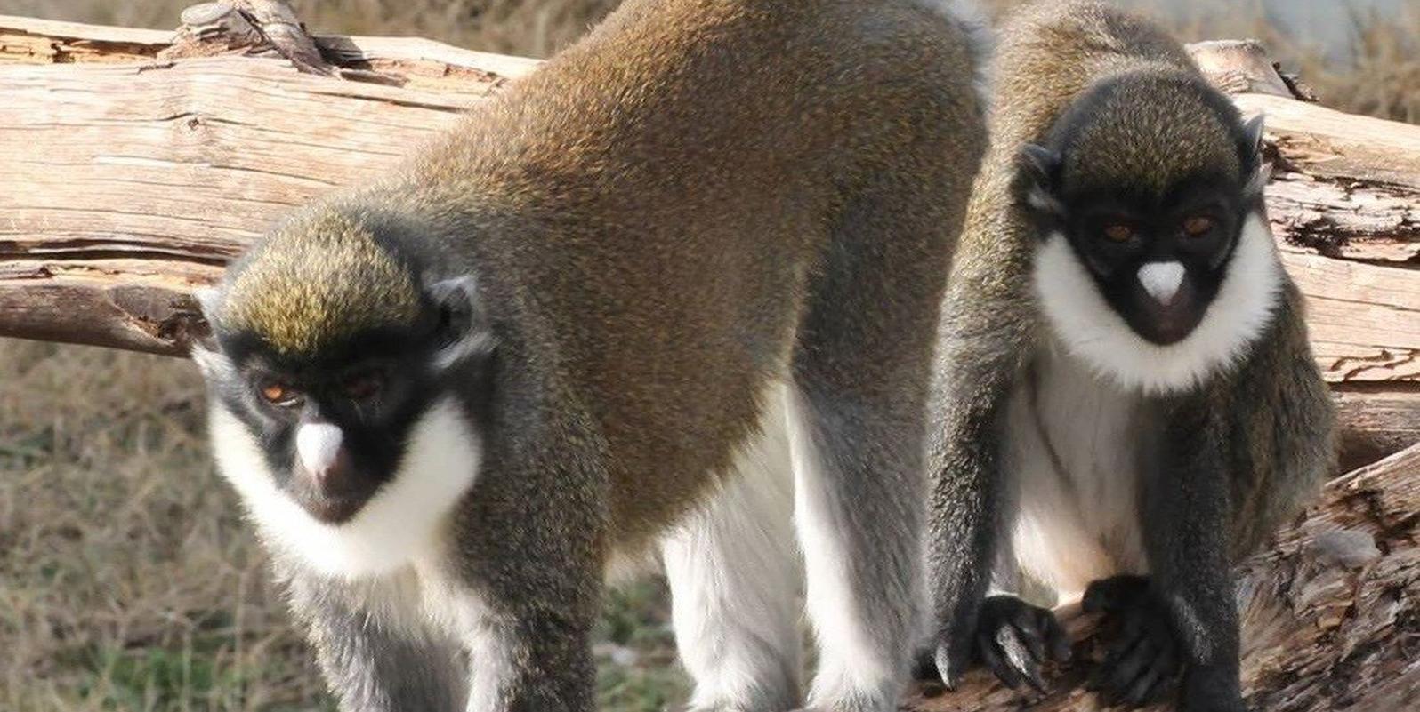 Roban dos primates ancianas de un centro de rescate de Fuente el Saz