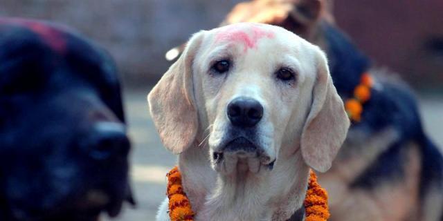 El Escorial organiza jornadas de adiestramiento canino y tenencia responsable