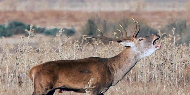 Sanidad detecta garrapatas con fiebre Crimea-Congo en San Martín de Valdeiglesias