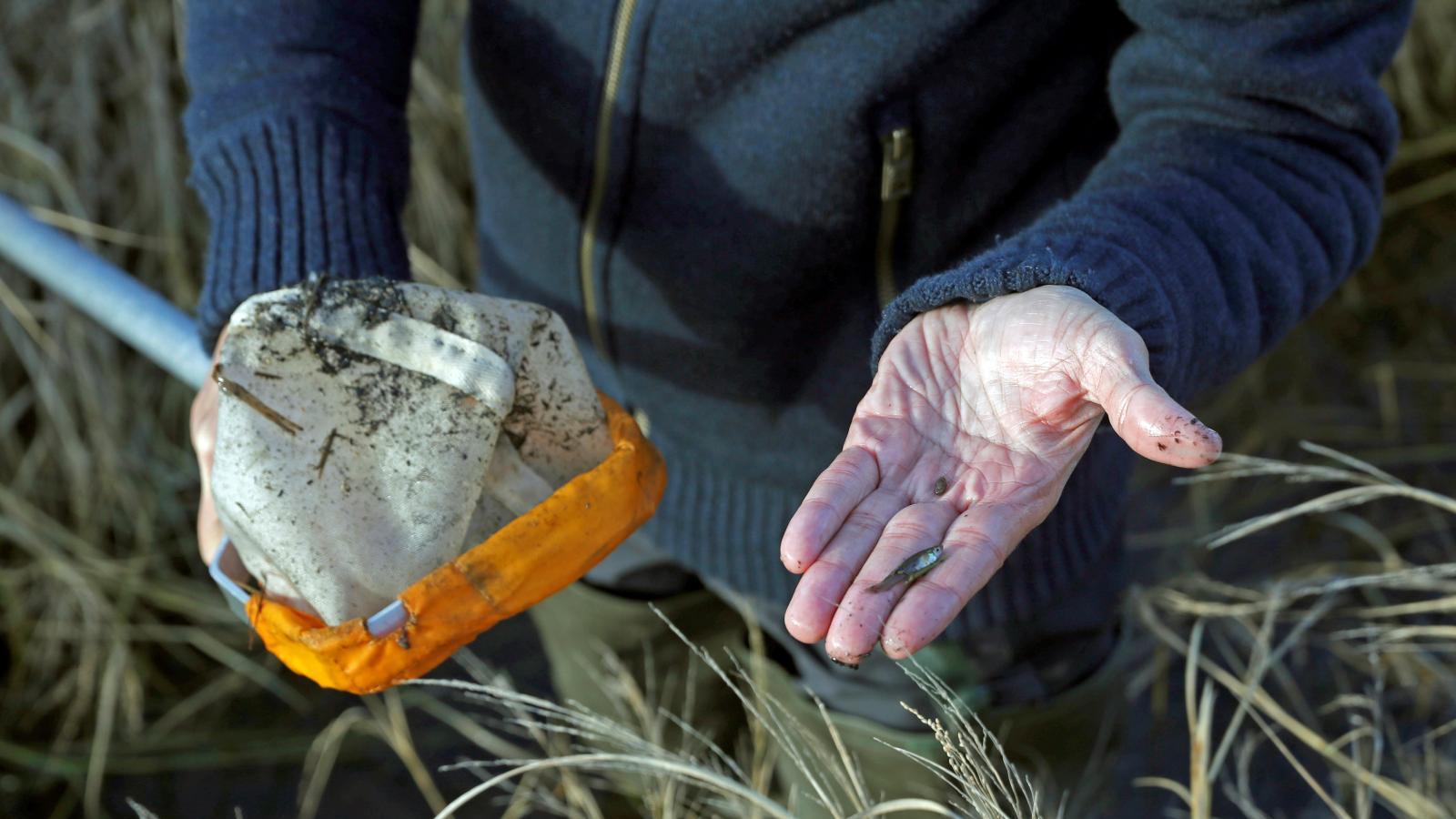 Los animales con más posibilidades de ser declarados invasores en España