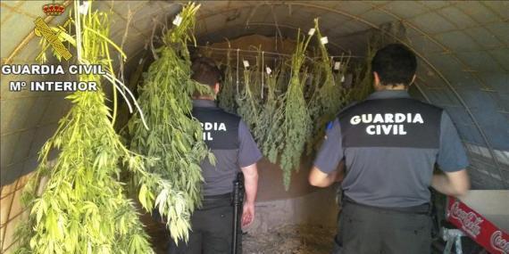 Detenido un hombre de 70 años con 12 kilos de plantas de marihuana