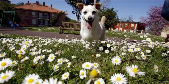 Un detective para seguir al dueño de las cacas de perro 'olvidadas'