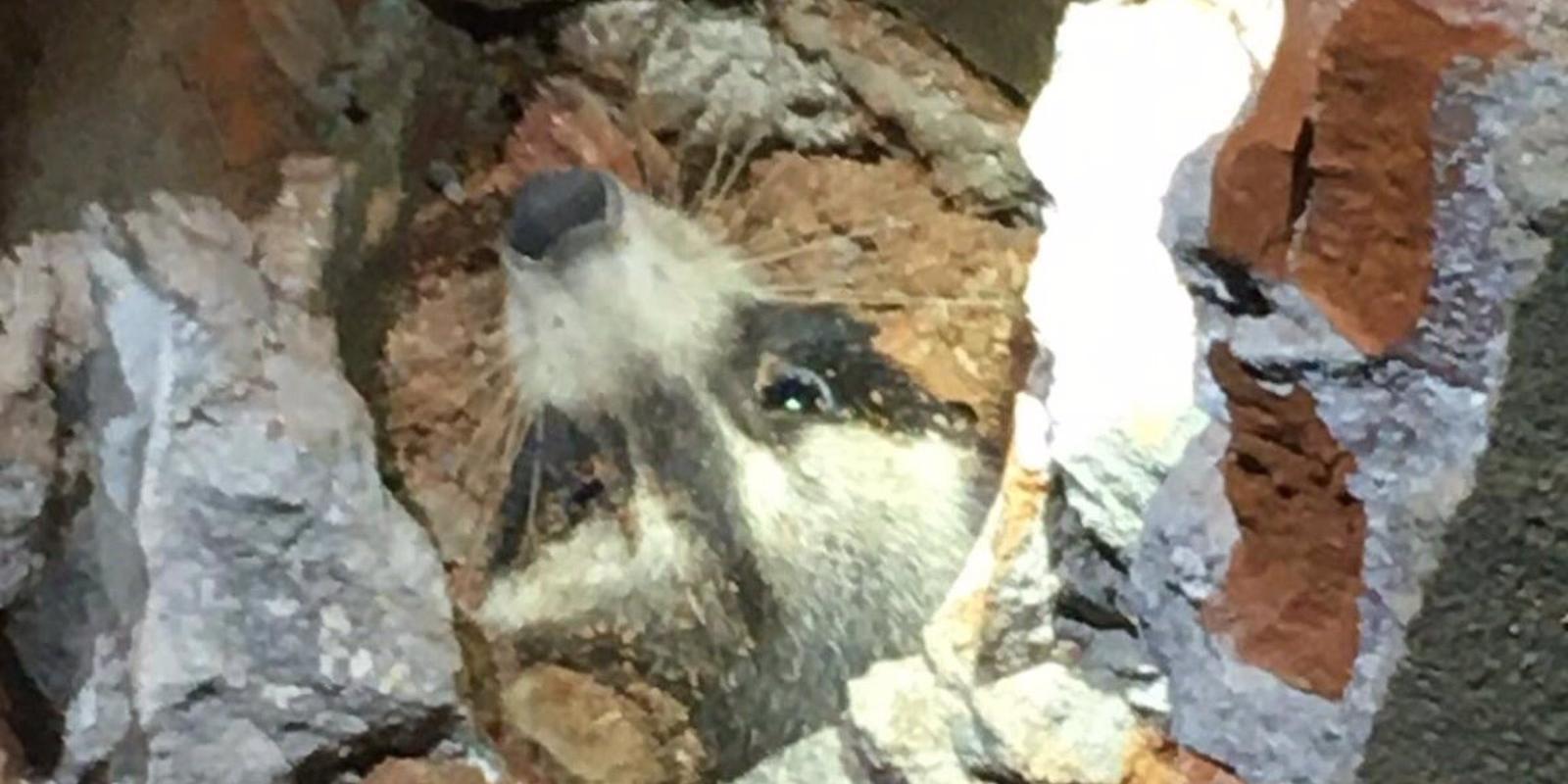 Rescatan un mapache atrapado en una cañería de Torres de la Alameda