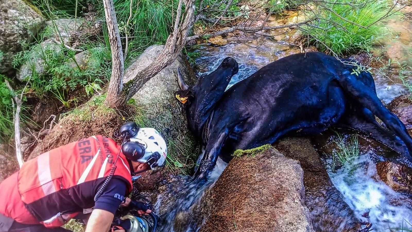 Bomberos rescatan una vaca atrapada entre dos rocas en un arroyo de Soto del Real