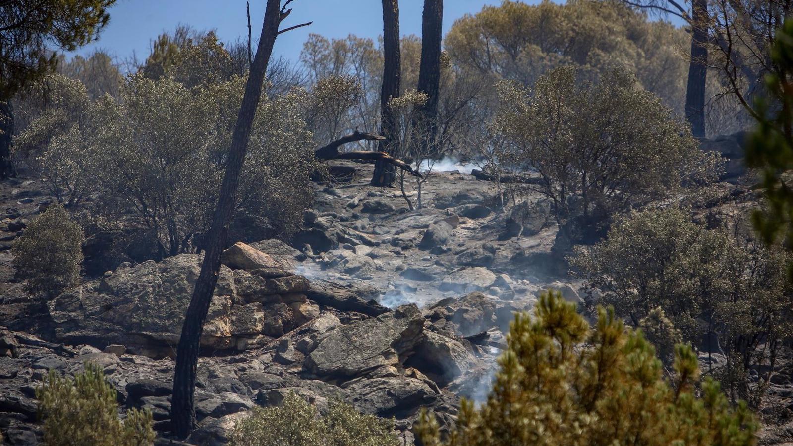 Riesgo alto de incendio en vegetación en algunas zonas de la región debido a las altas temperaturas