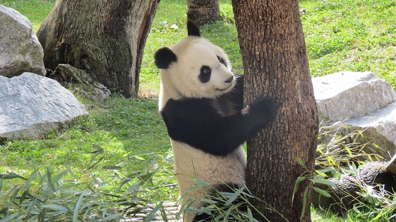 El Zoo Aquarium de Madrid se prepara para el nacimiento de una cría de panda gigante