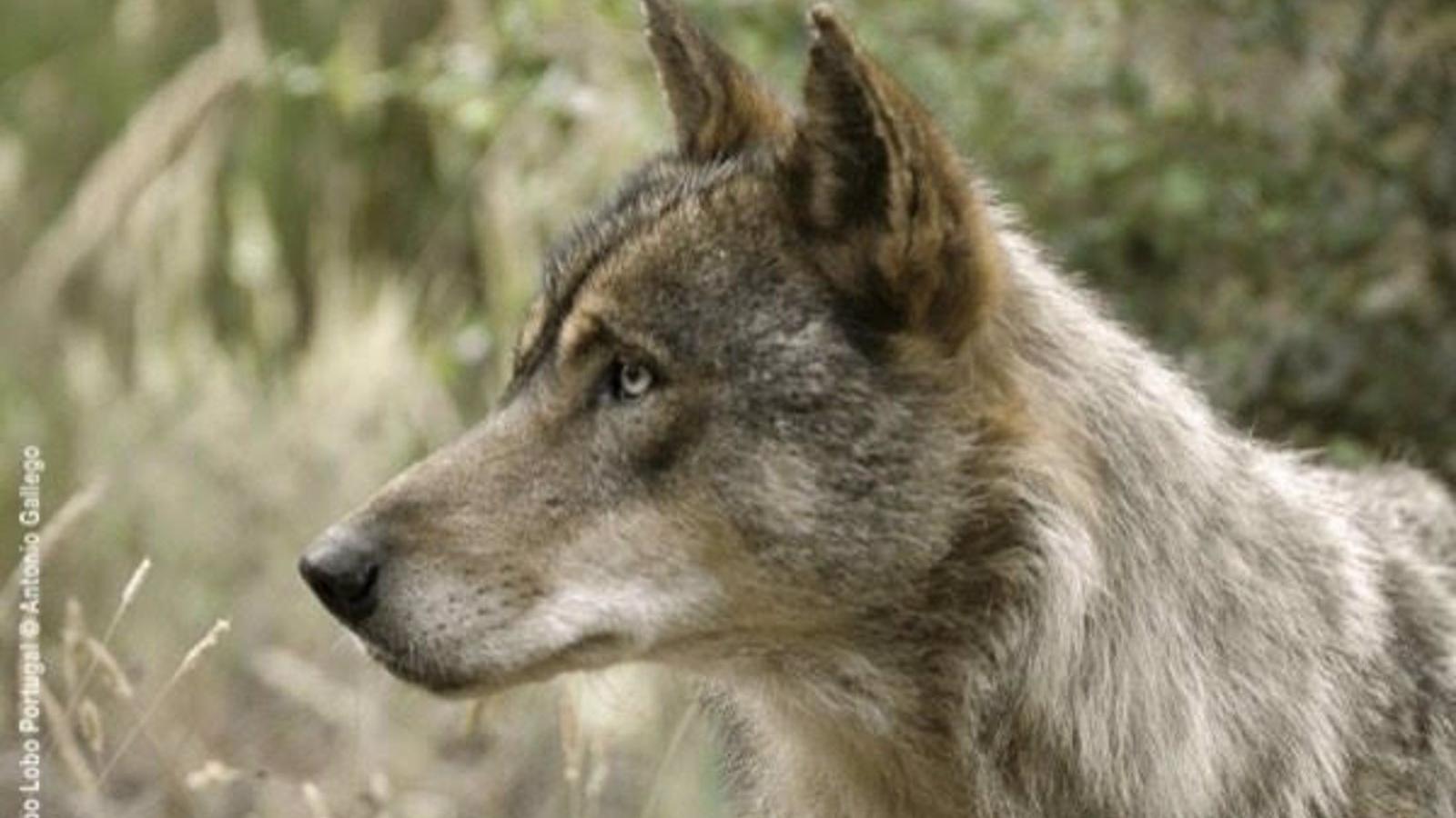 Madrid y otras seis autonomías se revelan contra la orden que prohibe cazar lobos en España