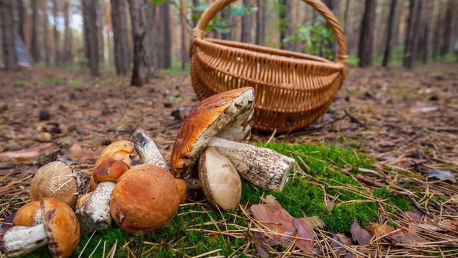 Los Agentes Forestales aconsejan extremar la precaución en la recogida y consumo de setas