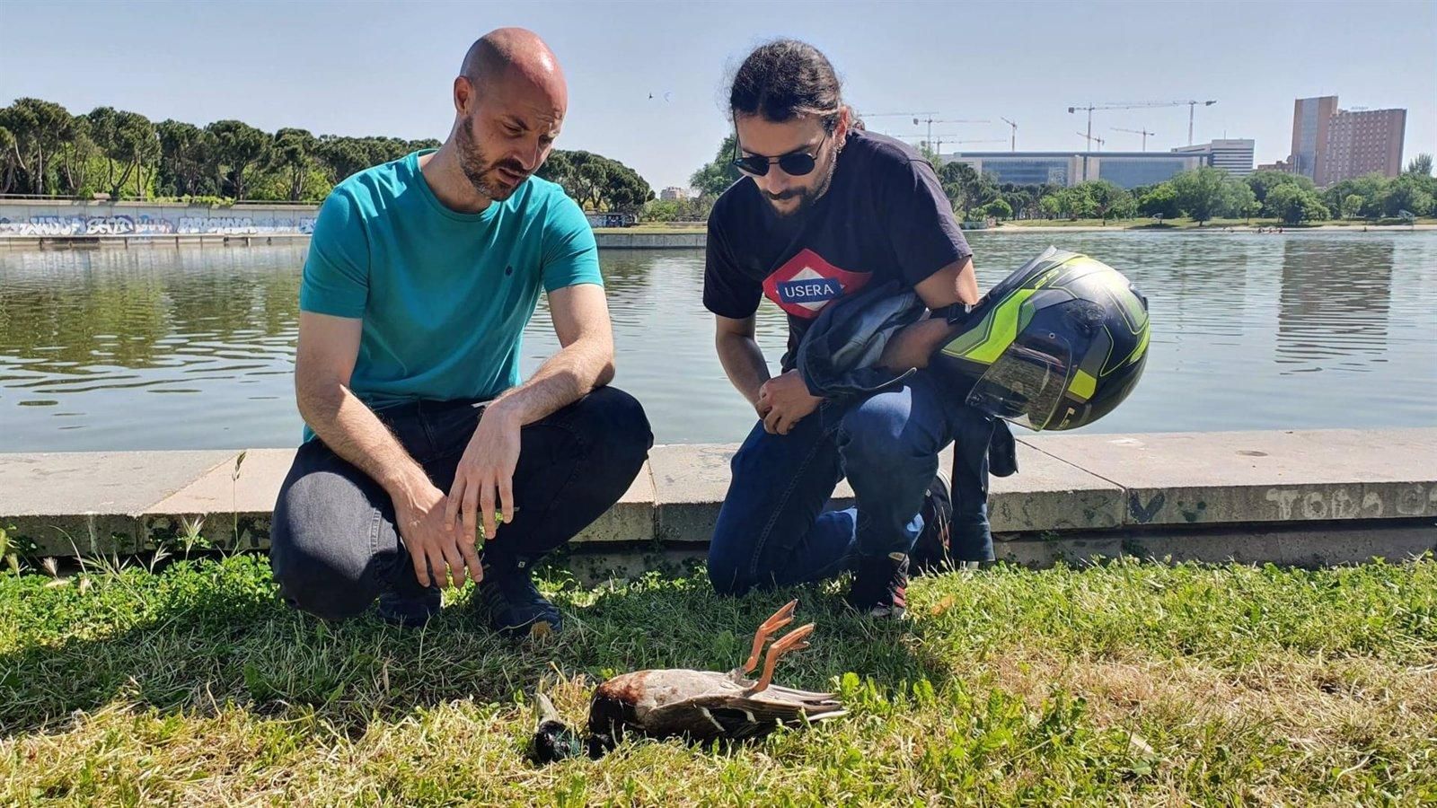 El PSOE alerta de decenas de patos muertos en Las Cruces y Pradolongo por la proliferación de algas en los lagos