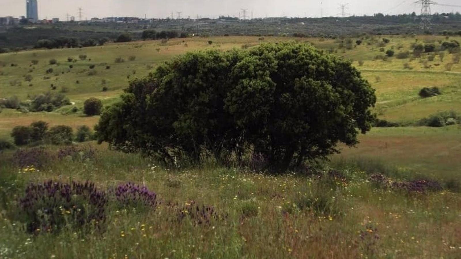 El TSJM anula 8.600 viviendas junto al monte protegido Valdelatas, al oeste de Alcobendas