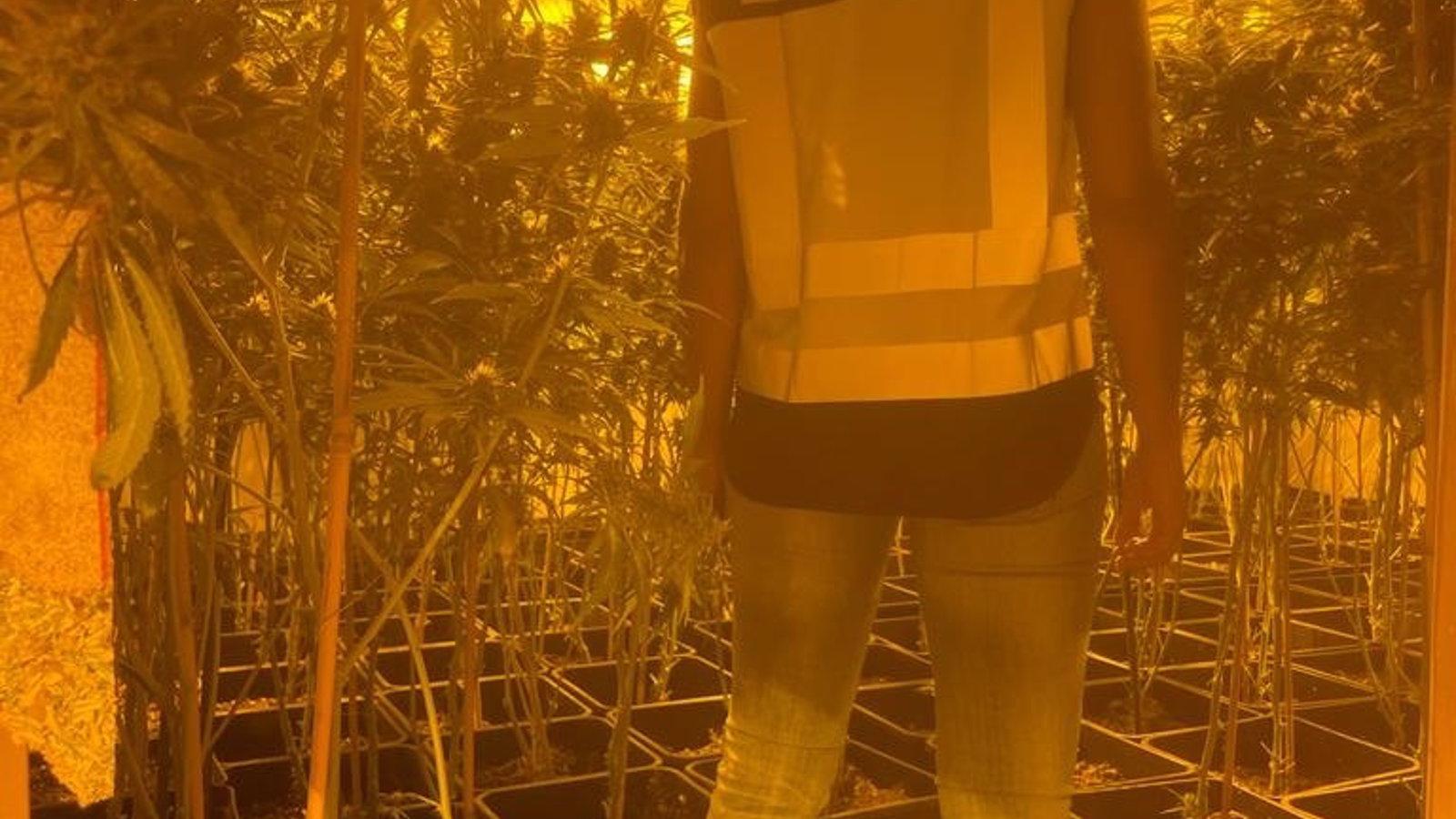 Desmantelada una plantación de marihuana en una vivienda de Algete