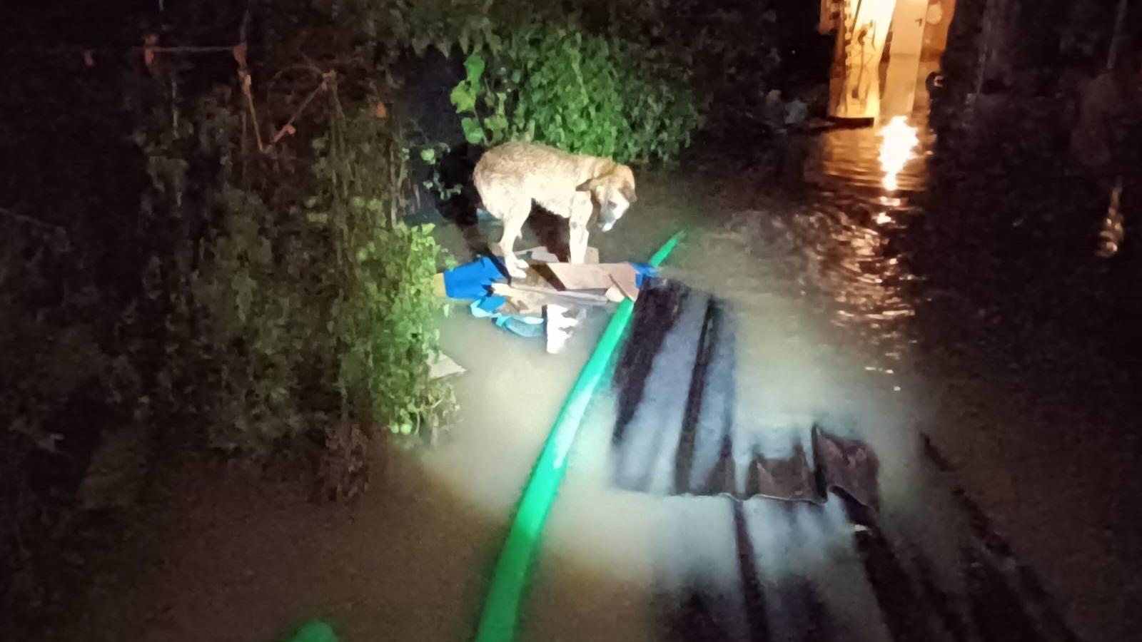 La Policía de Coslada rescata a un perro abandonado en una parcela anegada por las últimas lluvias