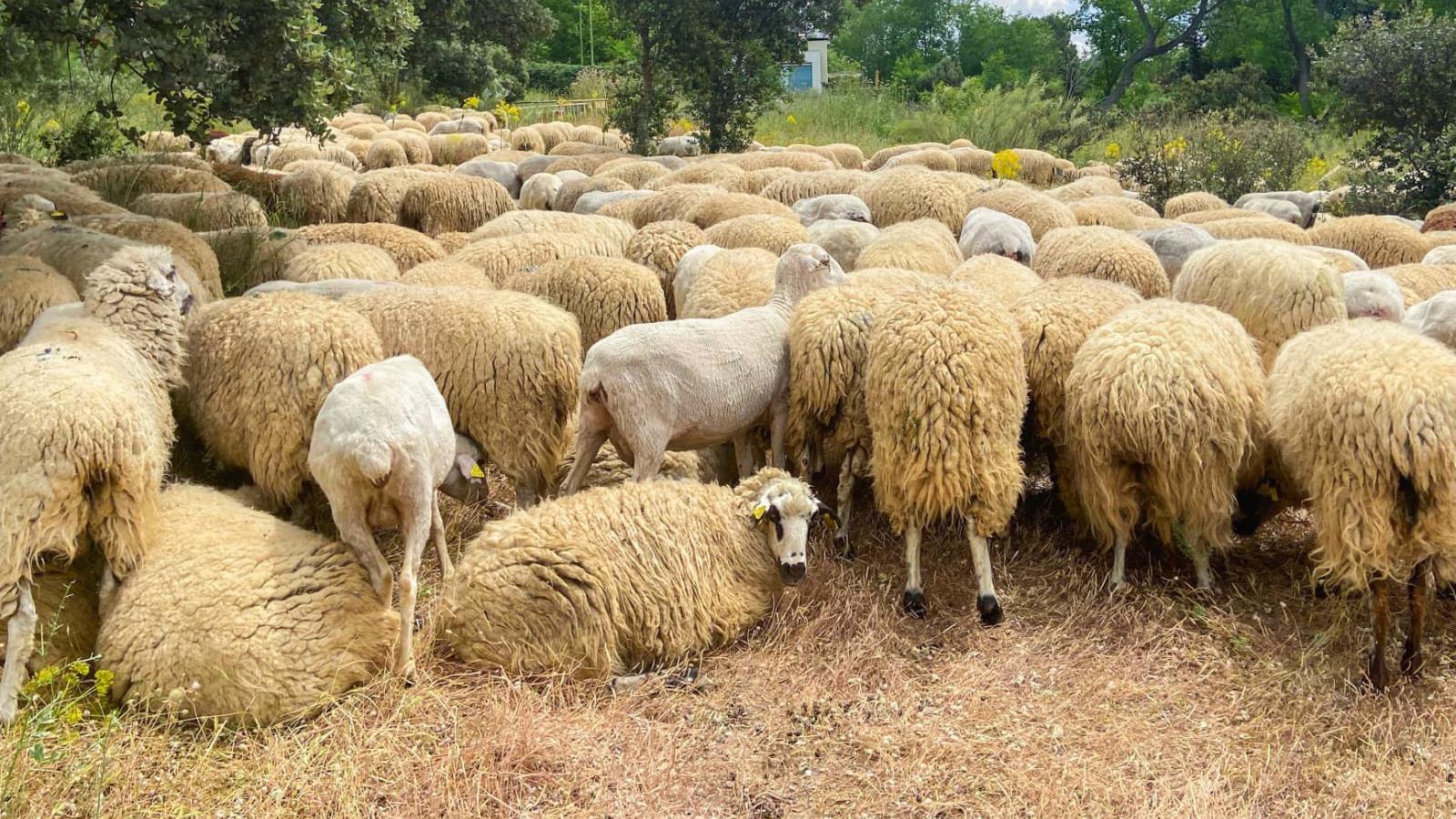 Un rebaño de 700 ovejas desbroza el Parque La Barranca en Algete