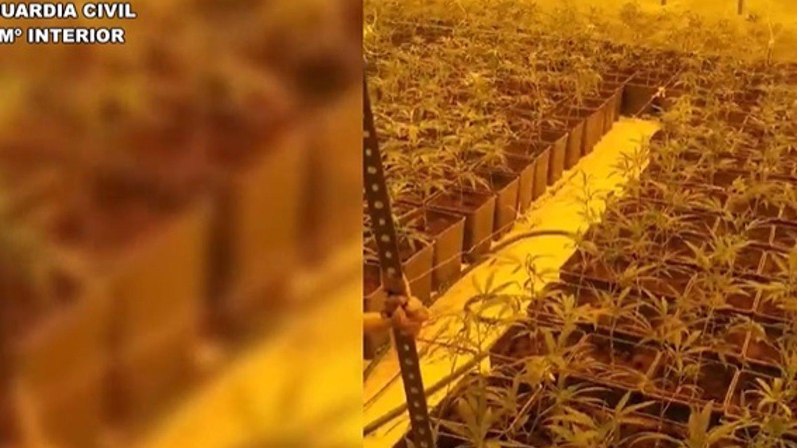 Desmantelada una organización criminal dedicada al cultivo de marihuana en Villaviciosa de Odón