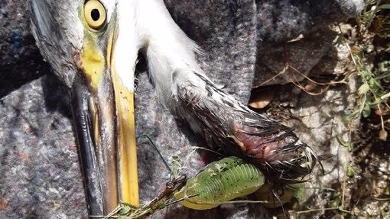 Rescatan una garza herida en Pedrezuela y advierten sobre el abandono de anzuelos