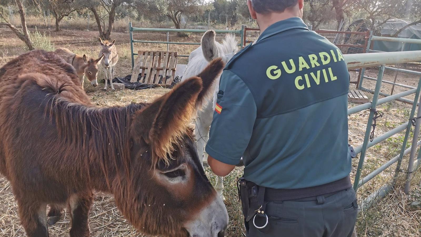 La Guardia Civil investiga la muerte y rapto de un burro en Valdemorillo