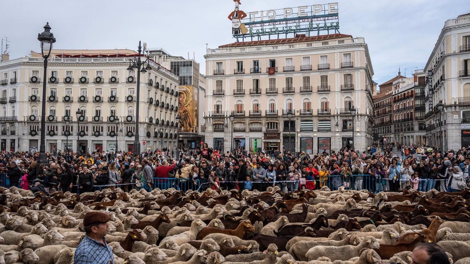 Madrid cancela la Fiesta de la Trashumancia por precaución ante la lengua azul