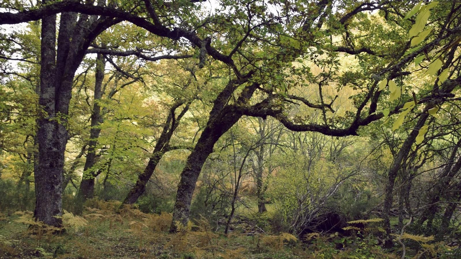  El otoño transforma los paisajes de la Comunidad de Madrid