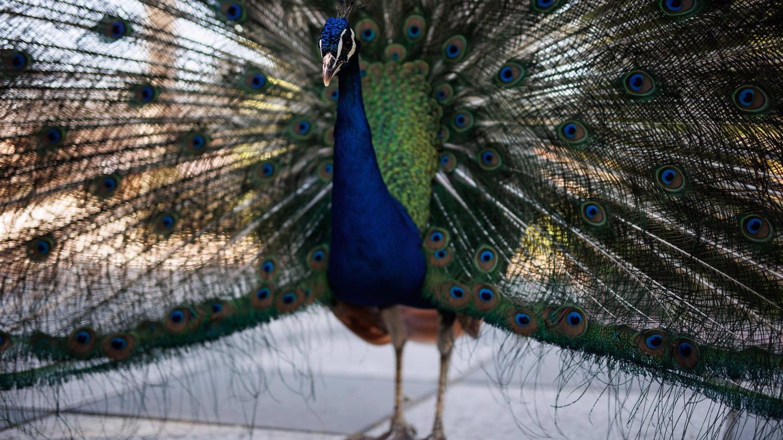 Rescatan a un pavo real atrapado en un árbol en Villa de Vallecas