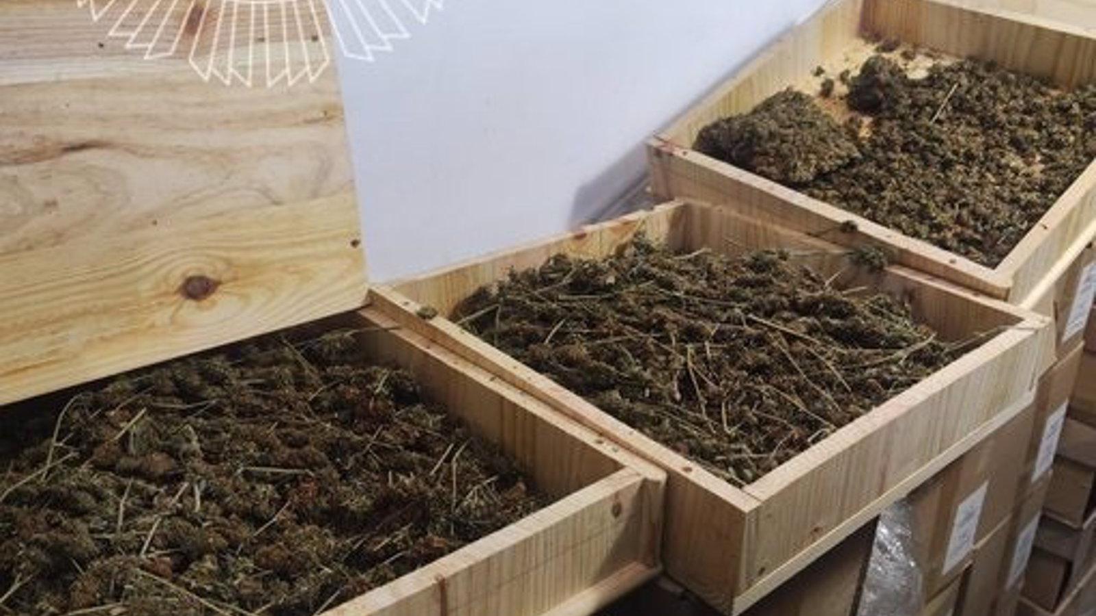 La Policía halla más de 100 plantas de marihuana y un kilo de cogollos durante un desahucio en Vallecas