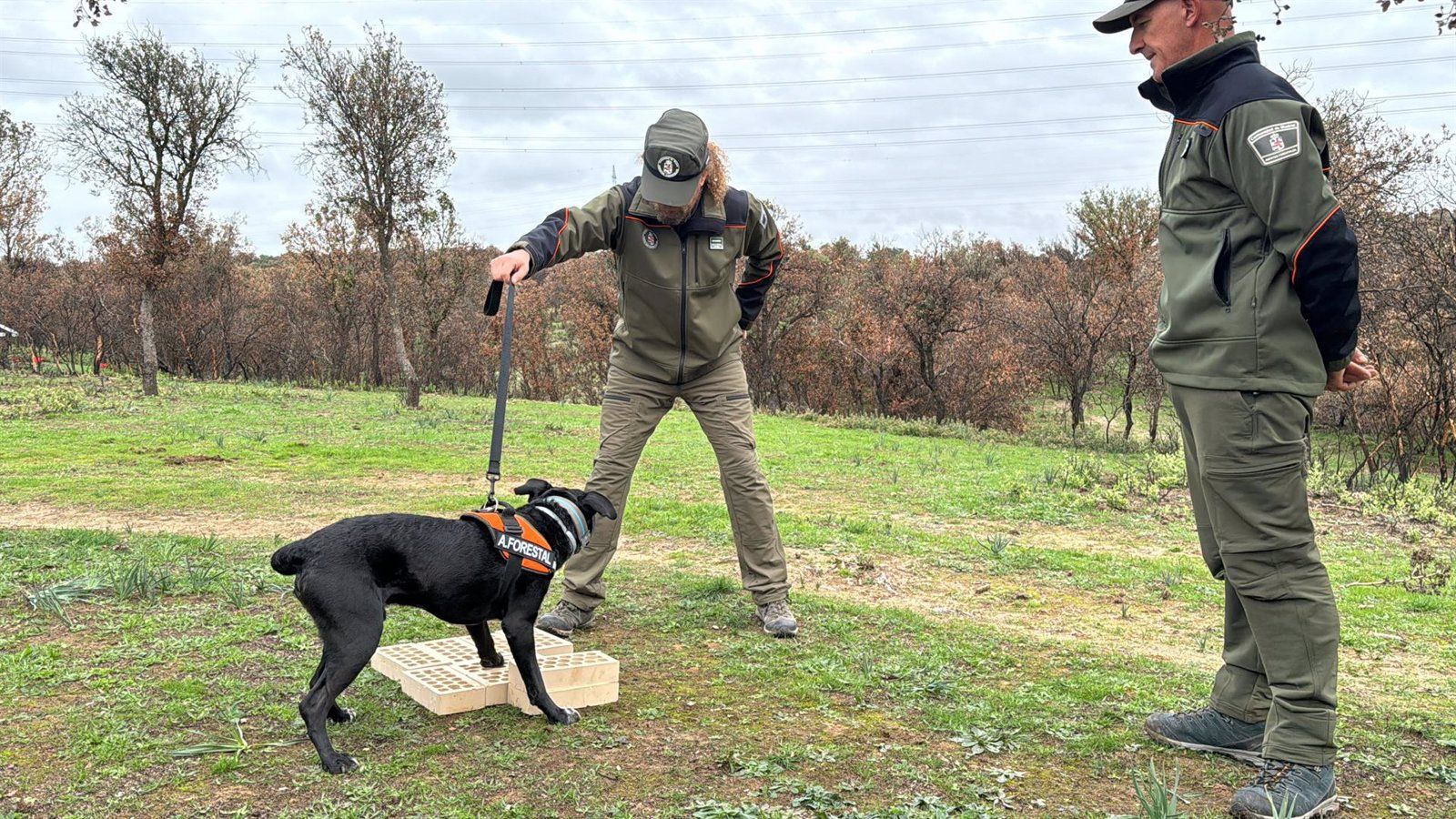 Dos perros especializados se suman a la investigación de incendios en la región