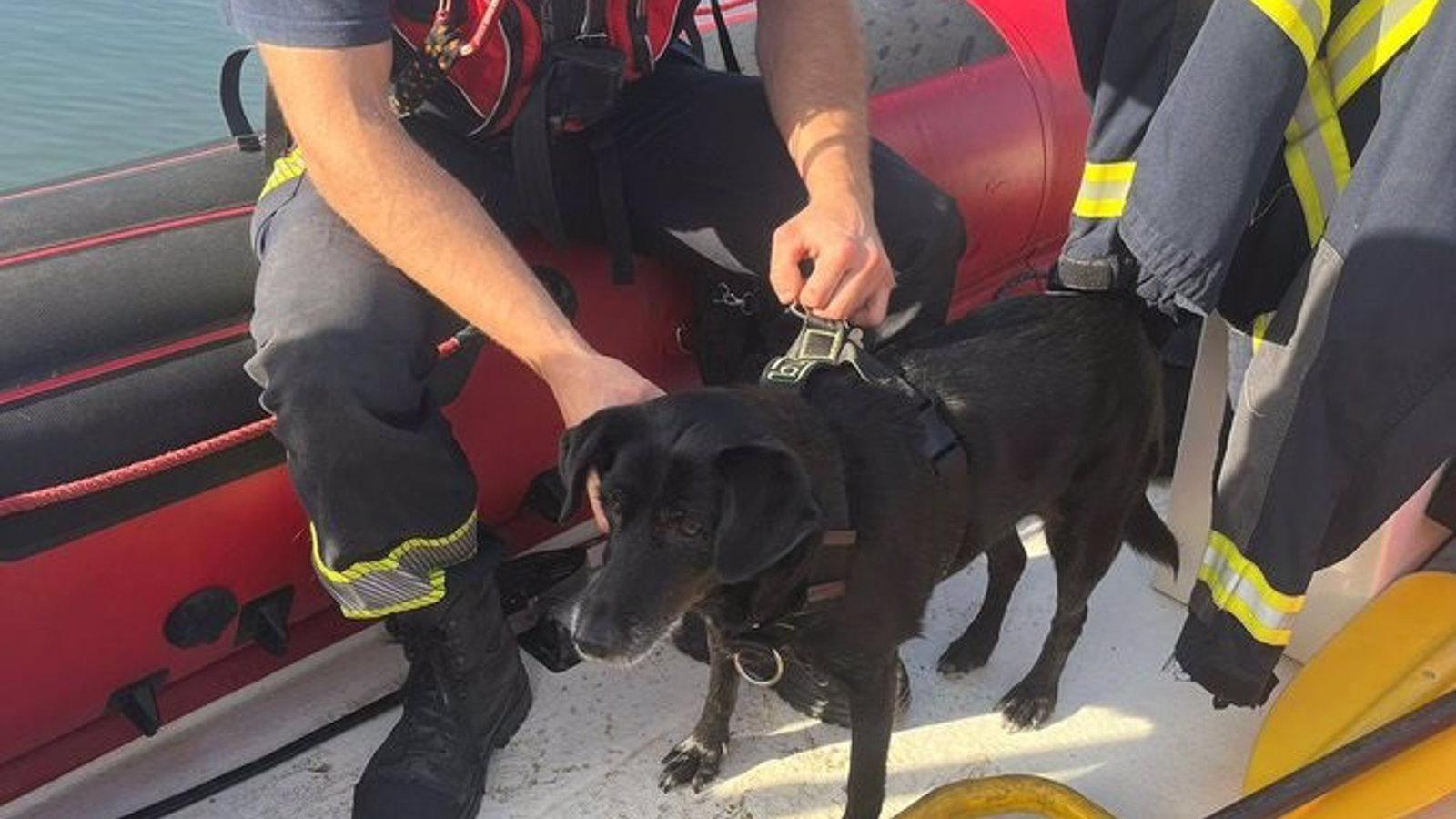 Los bomberos rescatan a un perro en el embalse de San Juan