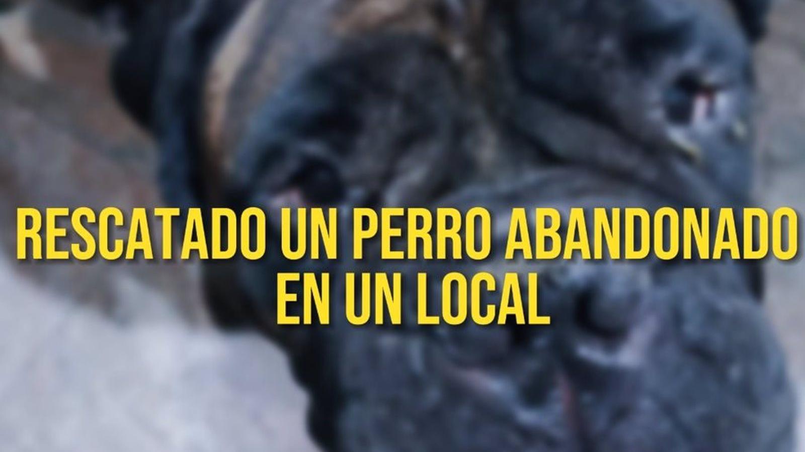 Rescatado un perro enfermo y abandonado en un establecimiento en San Blas