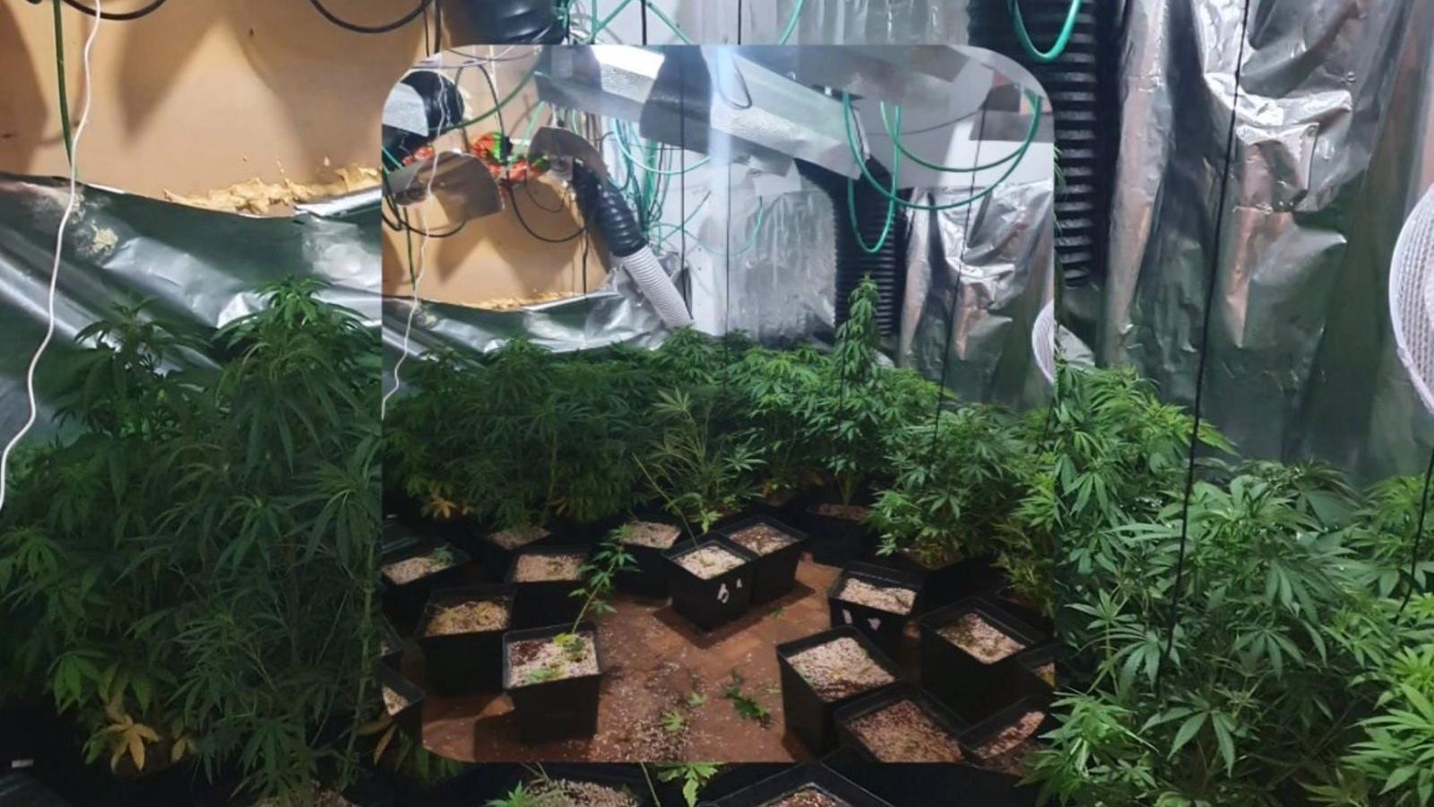 Hallan un cultivo de marihuana al desalojar una vivienda ocupada en Alcobendas