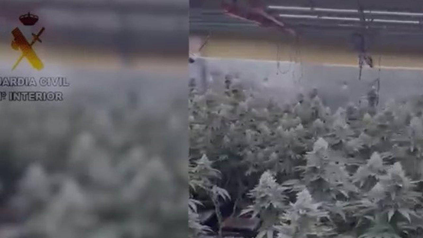 Descubren una plantación de cannabis en una vivienda de Villaviciosa de Odón