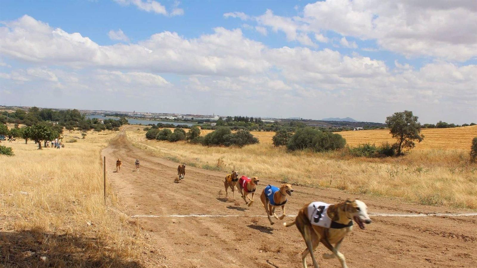 Arrestan al líder de la Federación Madrileña de Galgos por supuesto fraude electoral