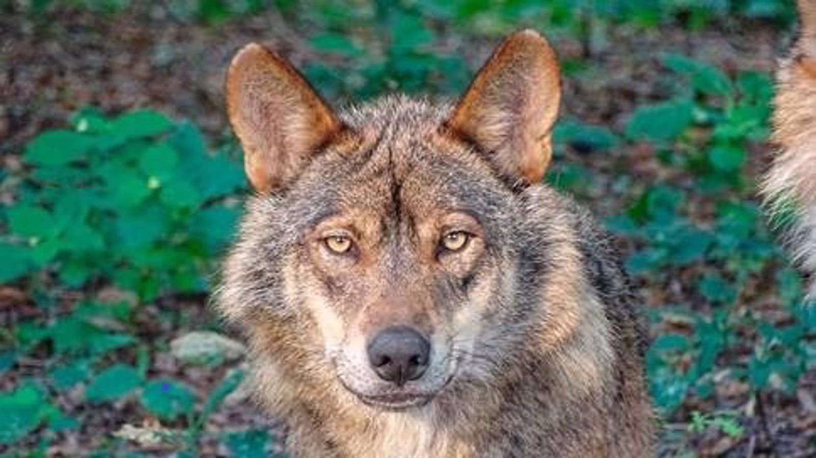 Una manada de lobos acaban con 17 ovejas en tres incursiones a una finca en El Escorial