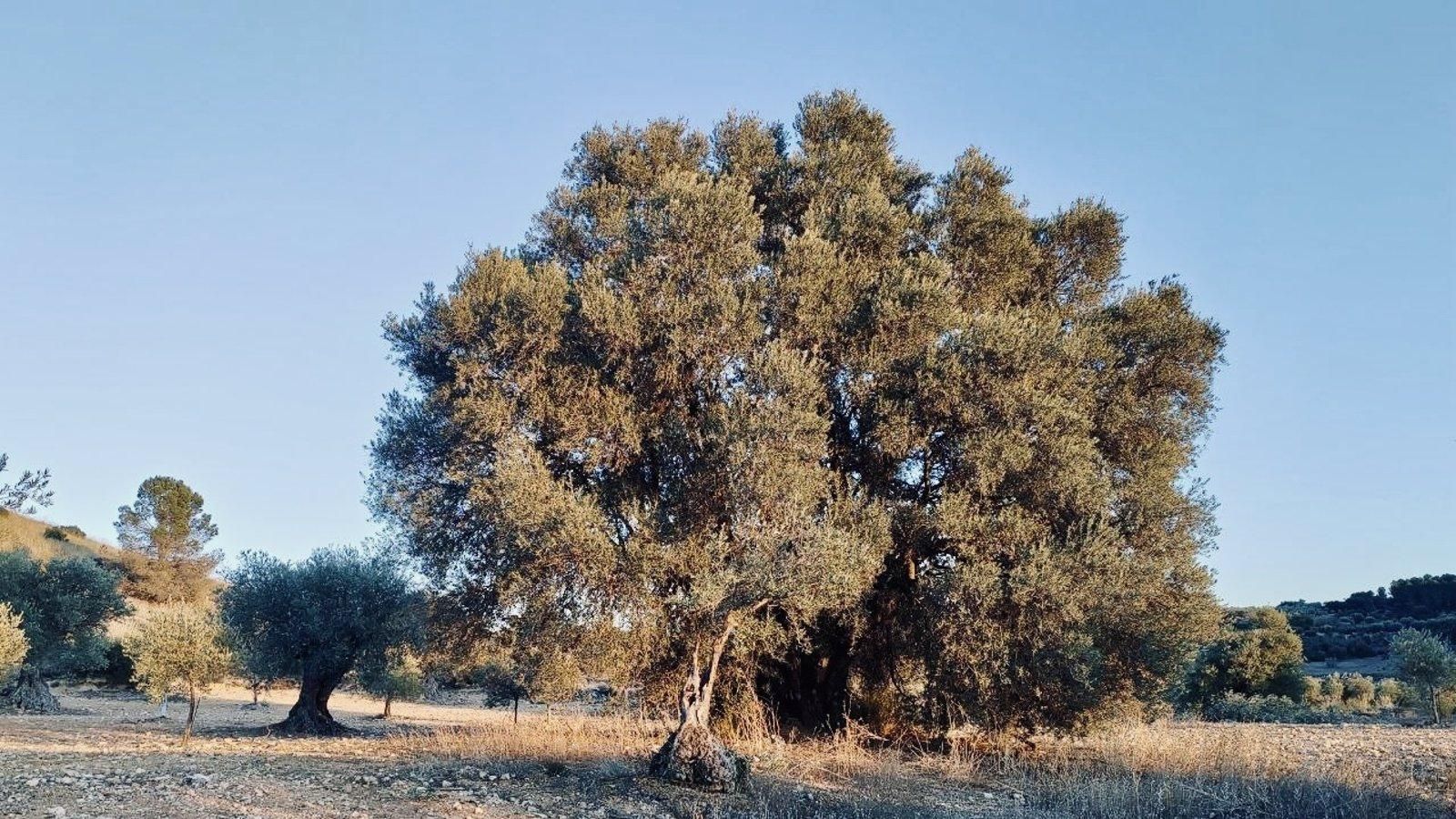 Localizado en Campo Real un olivo excepcional que podrá ser catalogado como árbol singular