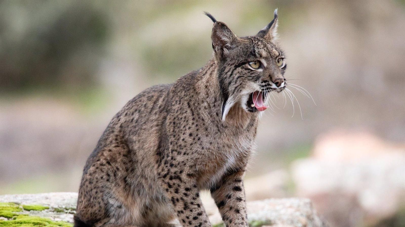 Agentes forestales investigan el hallazgo de lince ibérico decapitado en El Molar