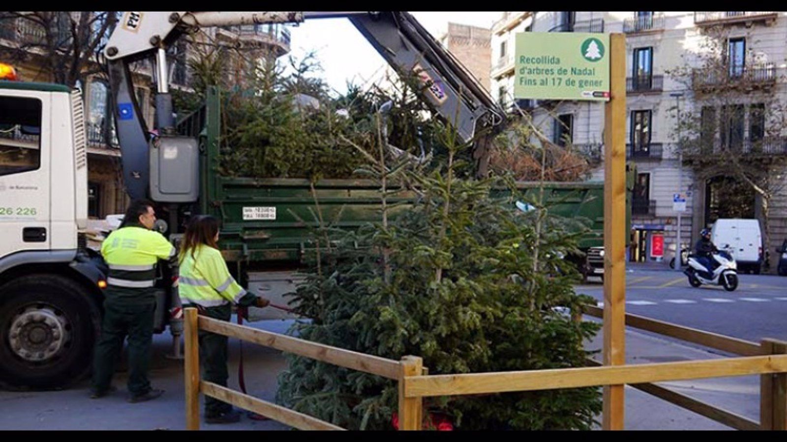 La Comunidad recuerda que está prohibido replantar los abetos navideños en el monte