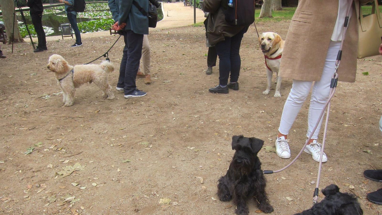 Alerta en Sanchinarro: envenenamiento de mascotas