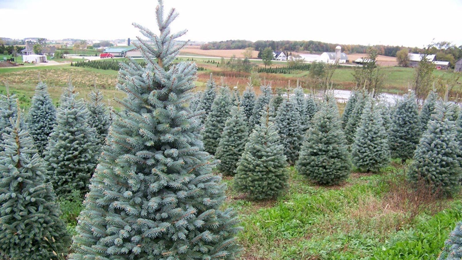 Finaliza el plazo para entregar árboles navideños en el Punto Limpio Municipal para su replantación