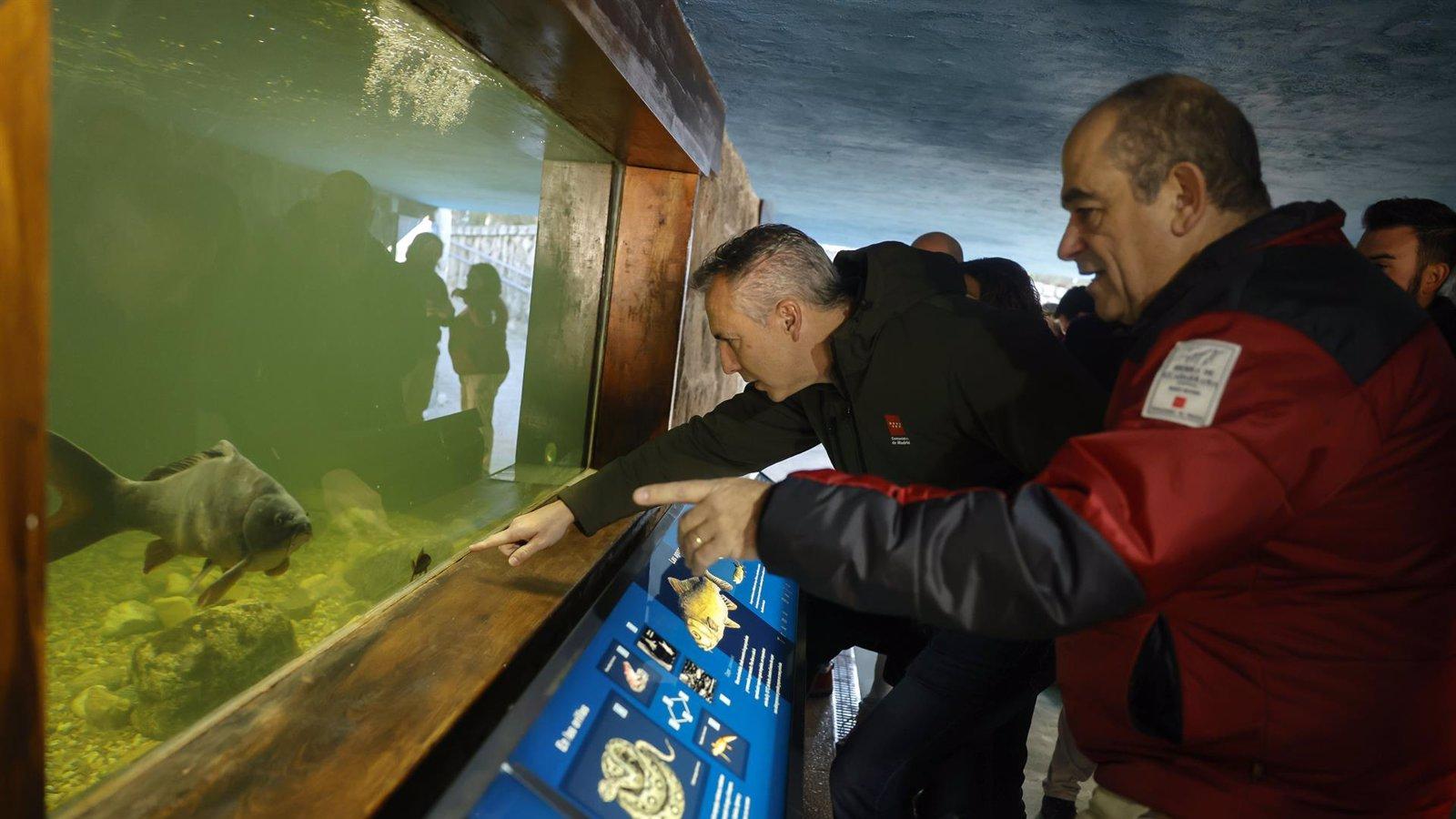 Madrid inicia un proyecto para la recuperación de la trucha común en la Sierra de Guadarrama